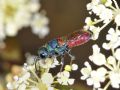 Chrysis scutellaris